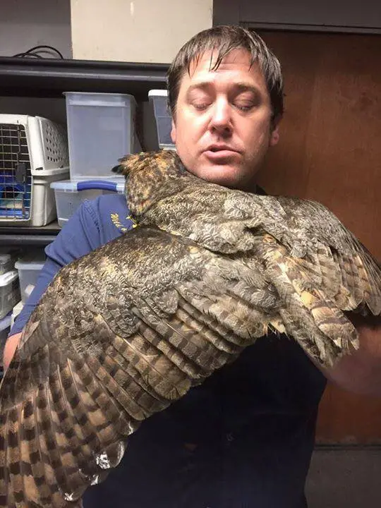 owl hugs rescuer