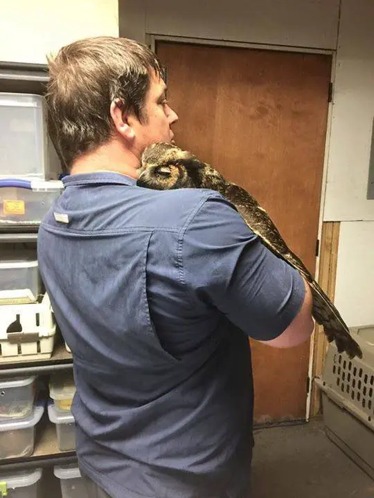 owl hugs rescuer