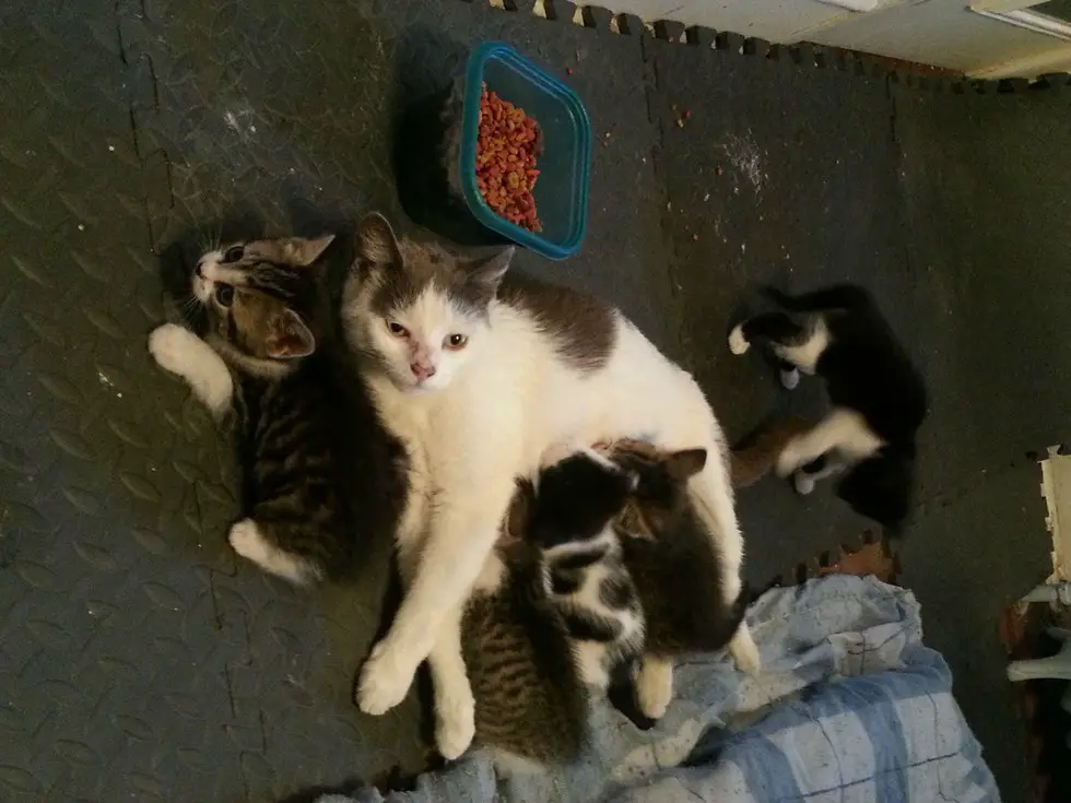 feral cat and babies