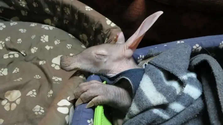 baby aardvark 