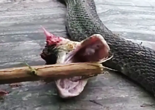 snake head bites