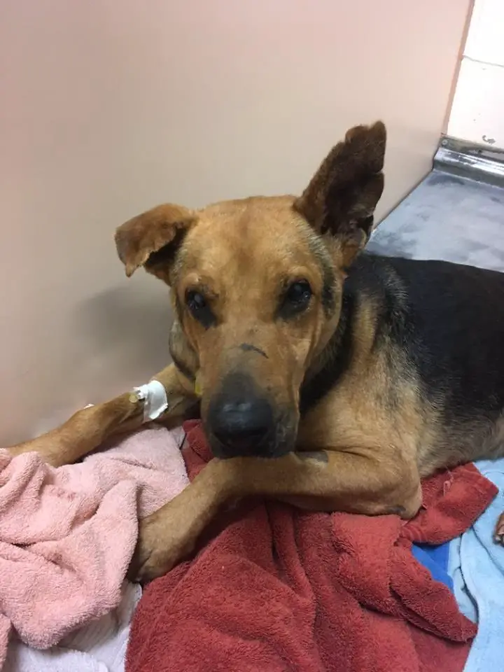 dog in trash pile