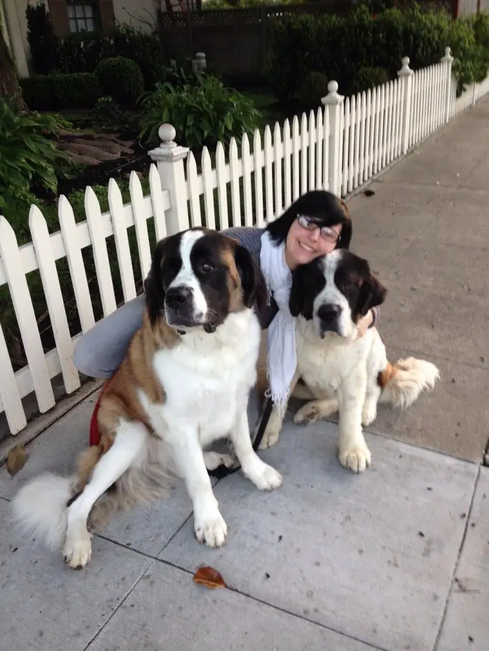 dogs in balcony