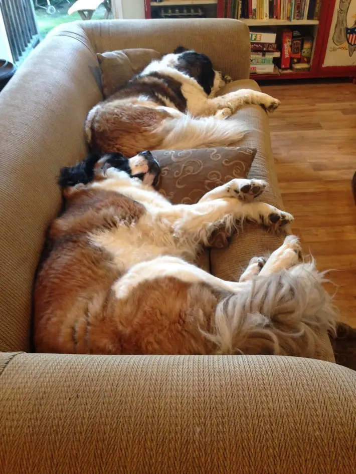 dogs in balcony