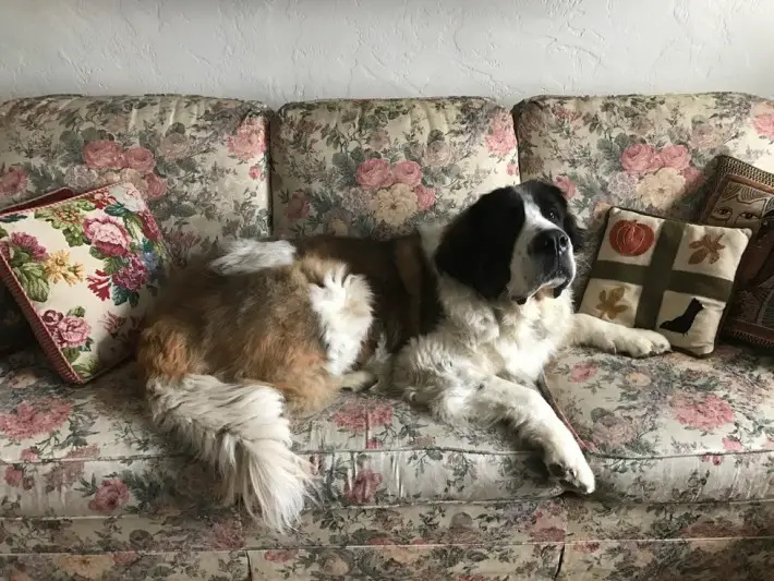 dogs in balcony