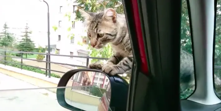 cat in the car