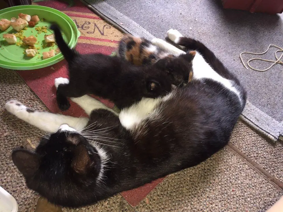 grandpa and kittens