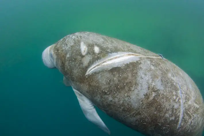 manatees and boats