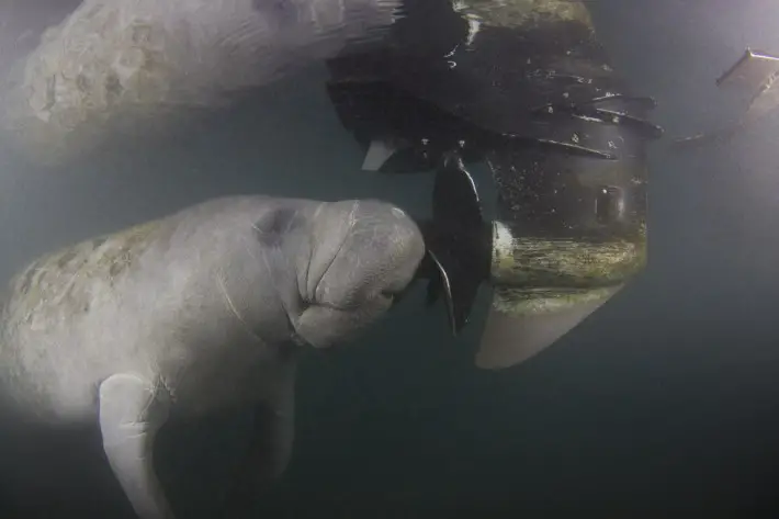 manatees and boats