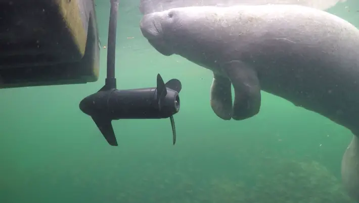 manatees and boats