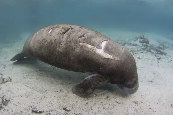 manatees and boats