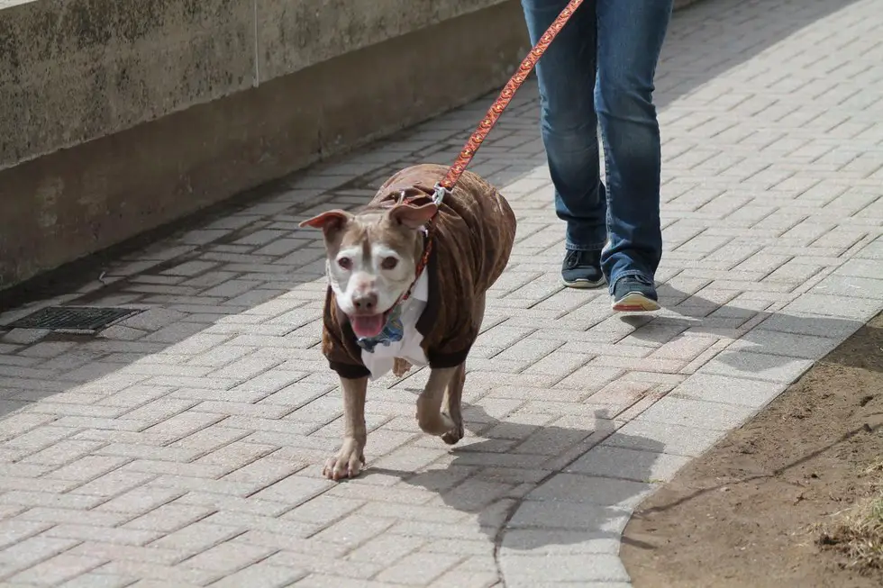 dog and fire hydrant