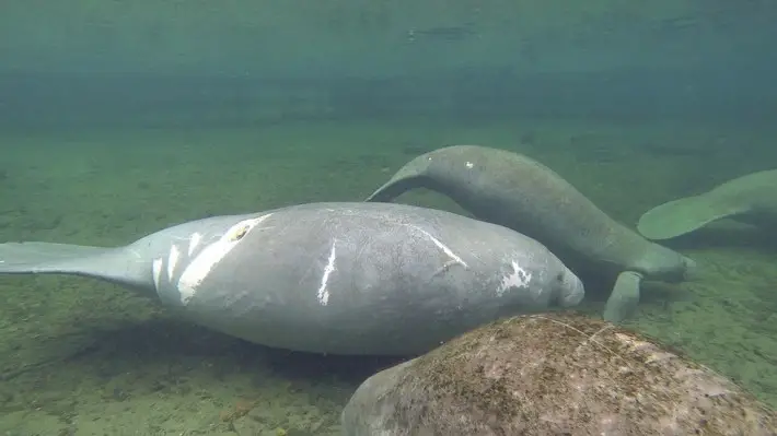 manatees and boats