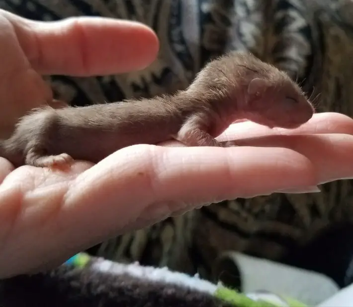 weasel babies