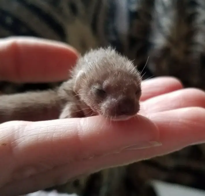 weasel babies