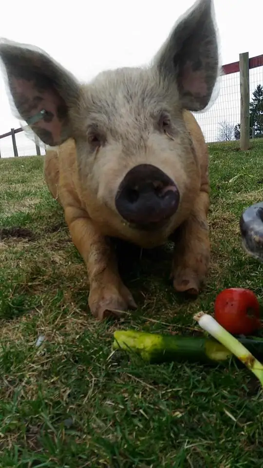 pig escapes truck