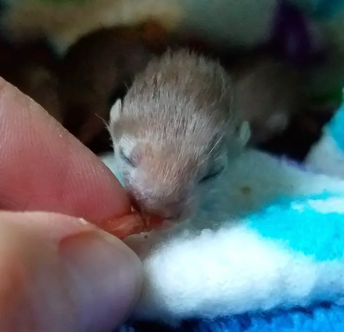 weasel babies