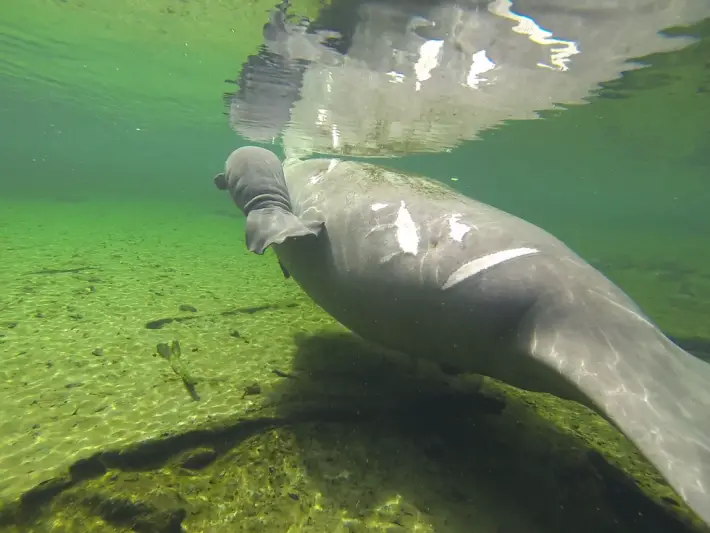 manatees and boats