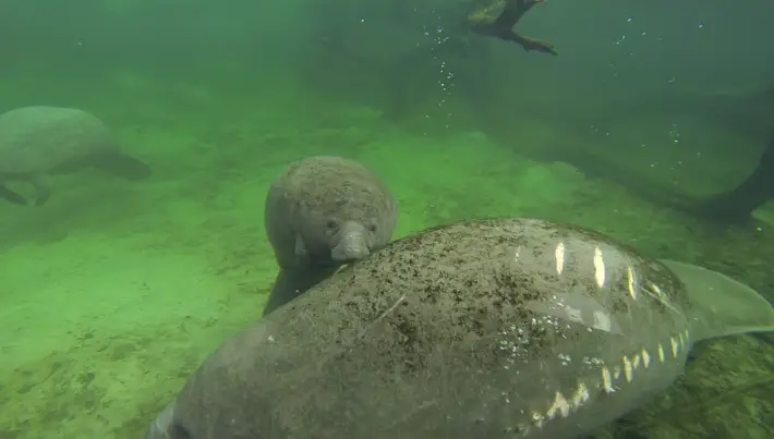 manatees and boats