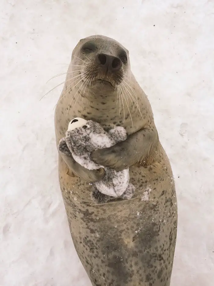 seal hugging toy