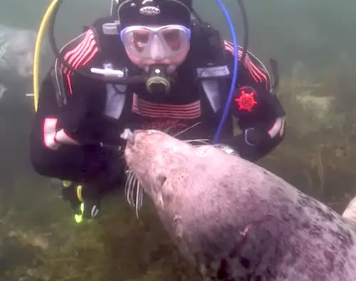 diver and seal