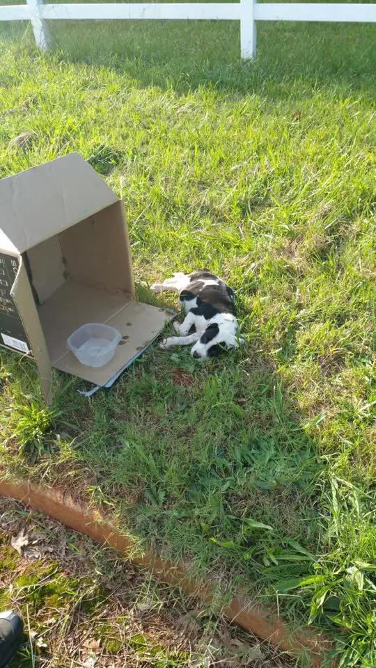 dog rescued from box