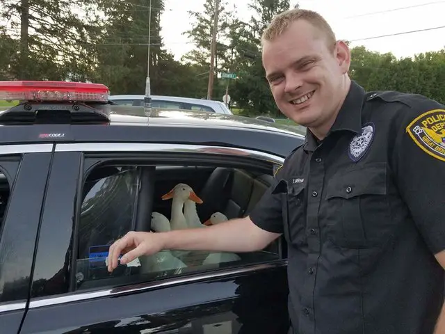 ducks got arrested