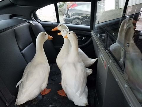 ducks got arrested