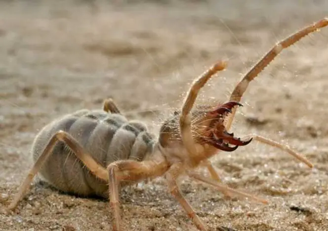 Heres Why Camel Spiders Are The Scariest Creatures On Earth Page 2