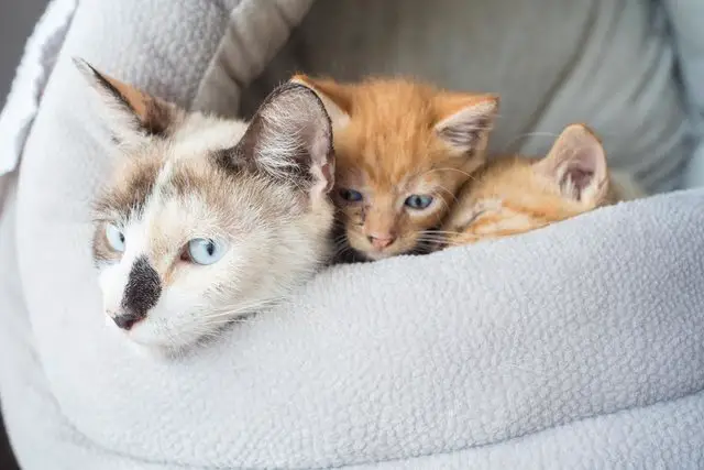 kittens in the box