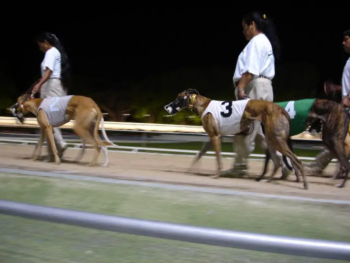 greyhounds on cocaine