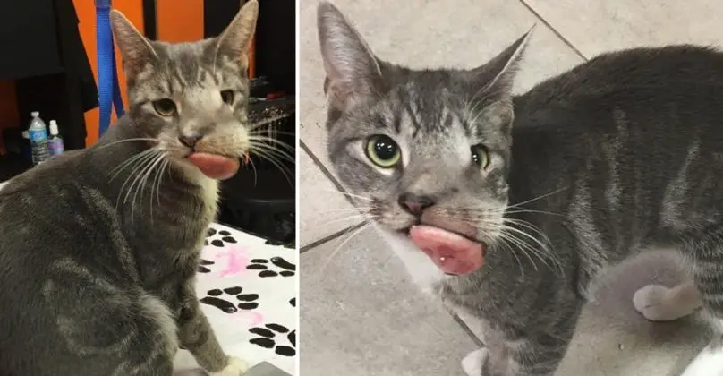 stray-cat-with-a-massive-tumor-on-her-mouth-found-on-the-street