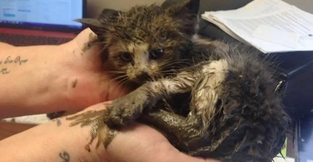 Tiny Kitten Found Stuck In Mud Under A Pile Of Steel On A Cold Day