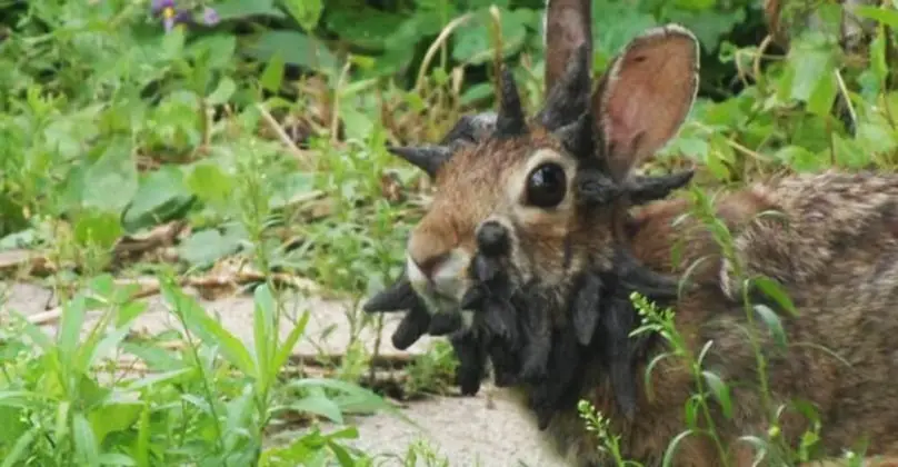 Man Spots Poor Rabbit With Horn-Looking Tumors All Over Its Head