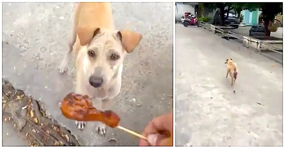 Hungry Stray Dog Kept Food In Her Mouth And Didn't Eat. Then They ...