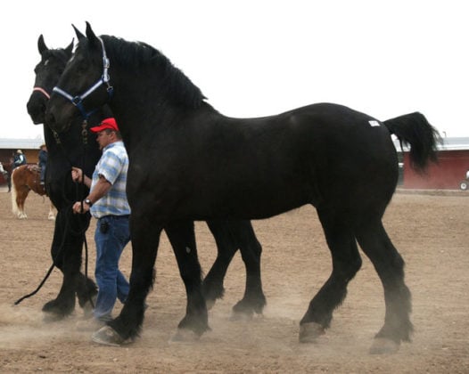 these-are-the-largest-horses-in-the-world-and-they-re-unlike-anything