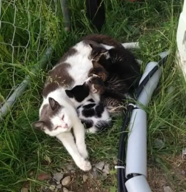 feral cat and babies