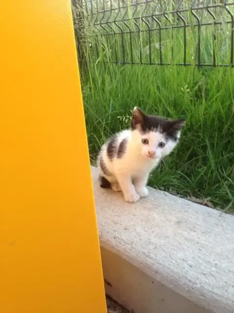 feral cat and babies