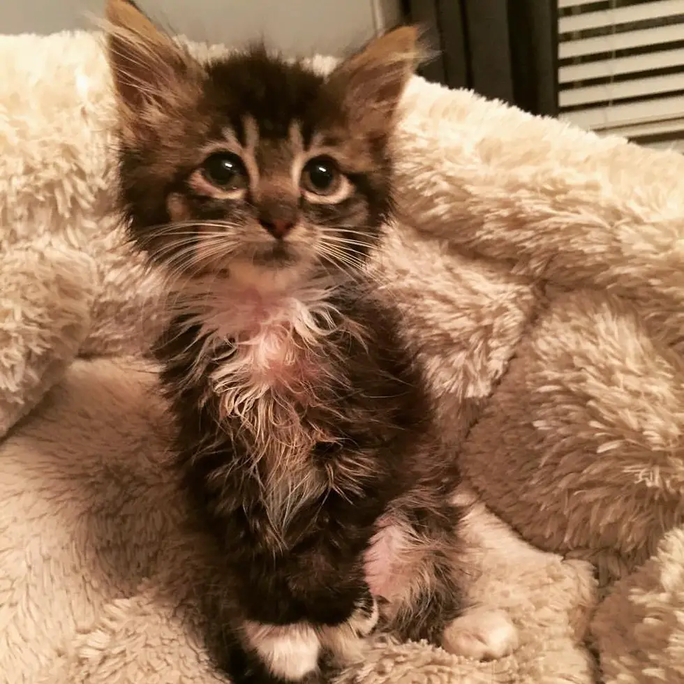 This Kitten Was Born Without Elbow Joints. Months Later Her ...