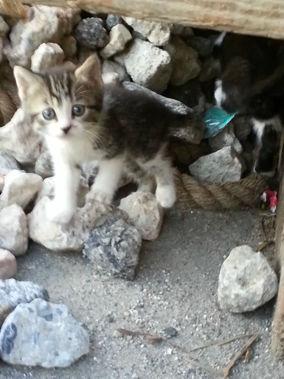 feral cat and babies