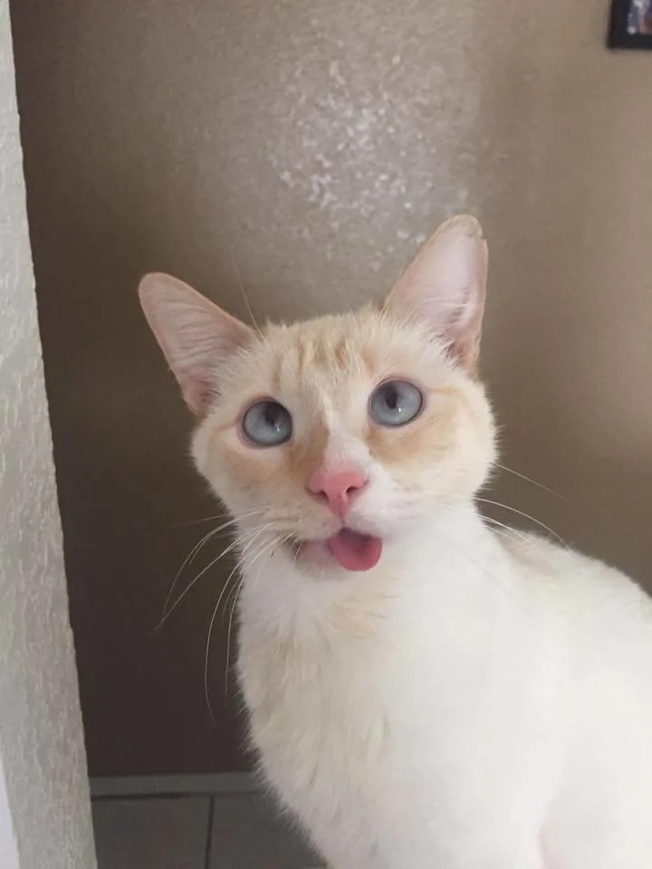 crooked jaw cat