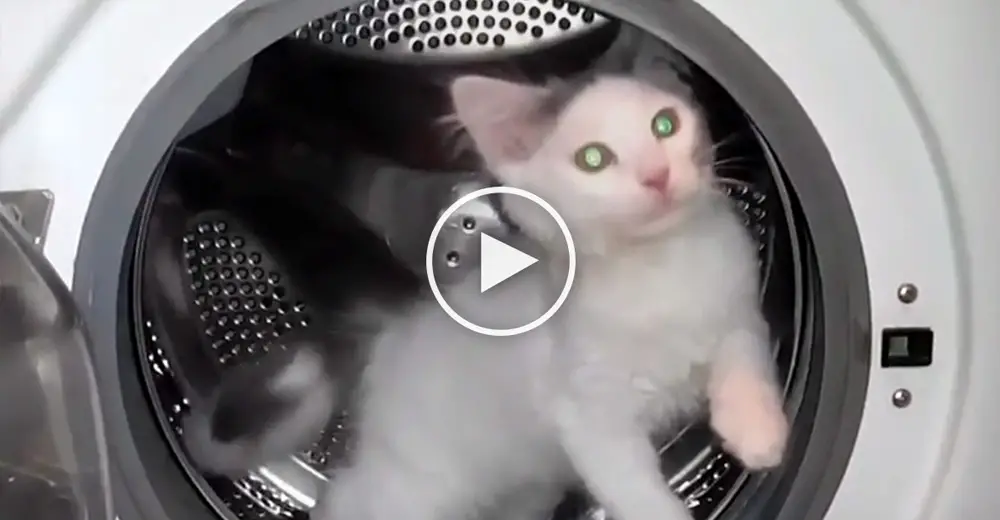 Cat Sneaks Into The Dryer, When Owner Notices, Just Watch What It Does