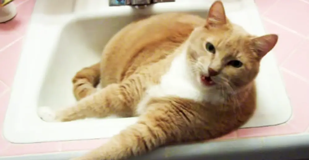 Stubborn Cat Who Discovered The Bathroom Sink Throws Tantrums And ...