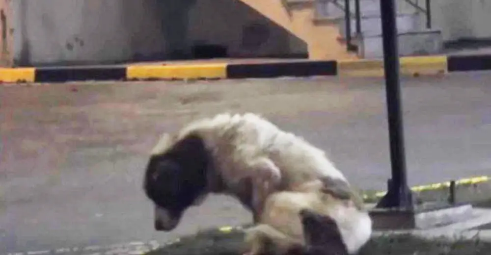 Woman Spots Terrified Abandoned Dog Scratching Himself. That's When She ...