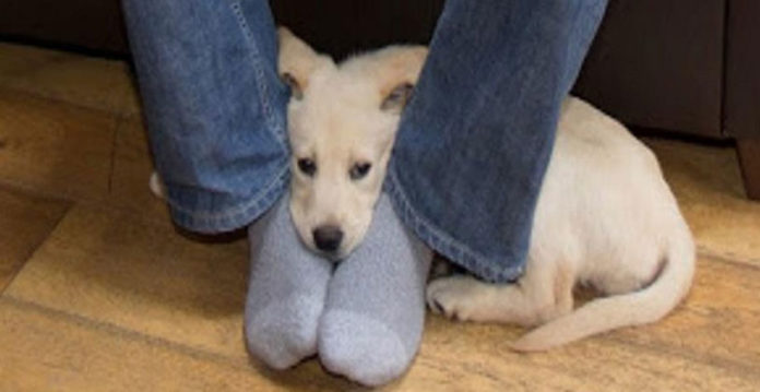 so-this-is-why-dogs-like-to-sit-on-your-feet-the-reasons-will-surprise