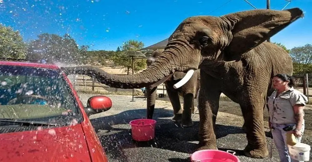 Elephants Are Tortured With Bullhooks To Wash Visitors