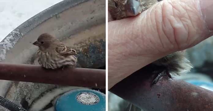 WATCH: Man Uses His Warm Breath To Free Poor Bird Frozen To Fence