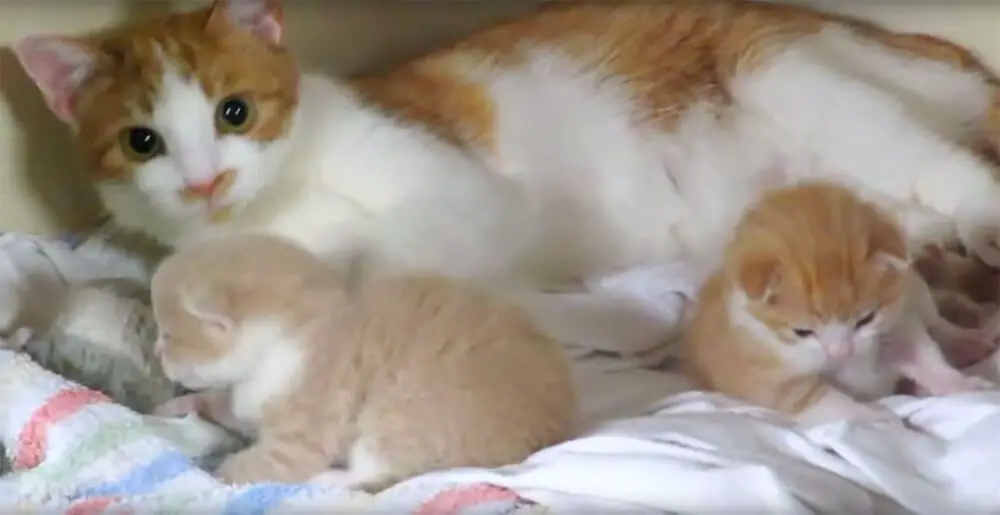 How This Mommy Cat Hugs Her Kittens Will Melt Your Heart Like Warm ...