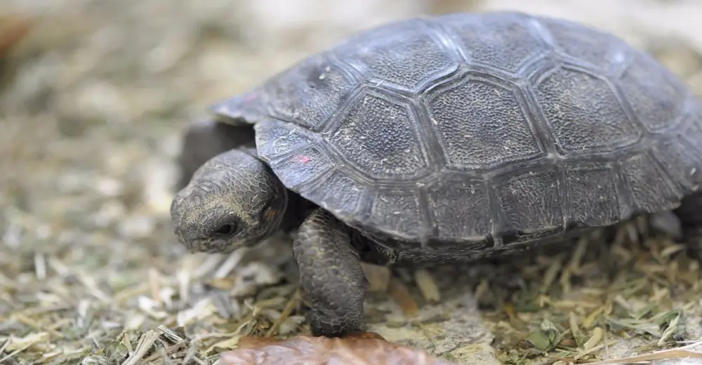 Oldest Tortoise Surprised Researches By Laying 9 Eggs. Even I'm ...