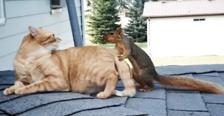 Former Pet Squirrel Comes Back Home To Play With Lifelong Friend, The